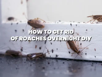 how-to -get-rid-of-roaches