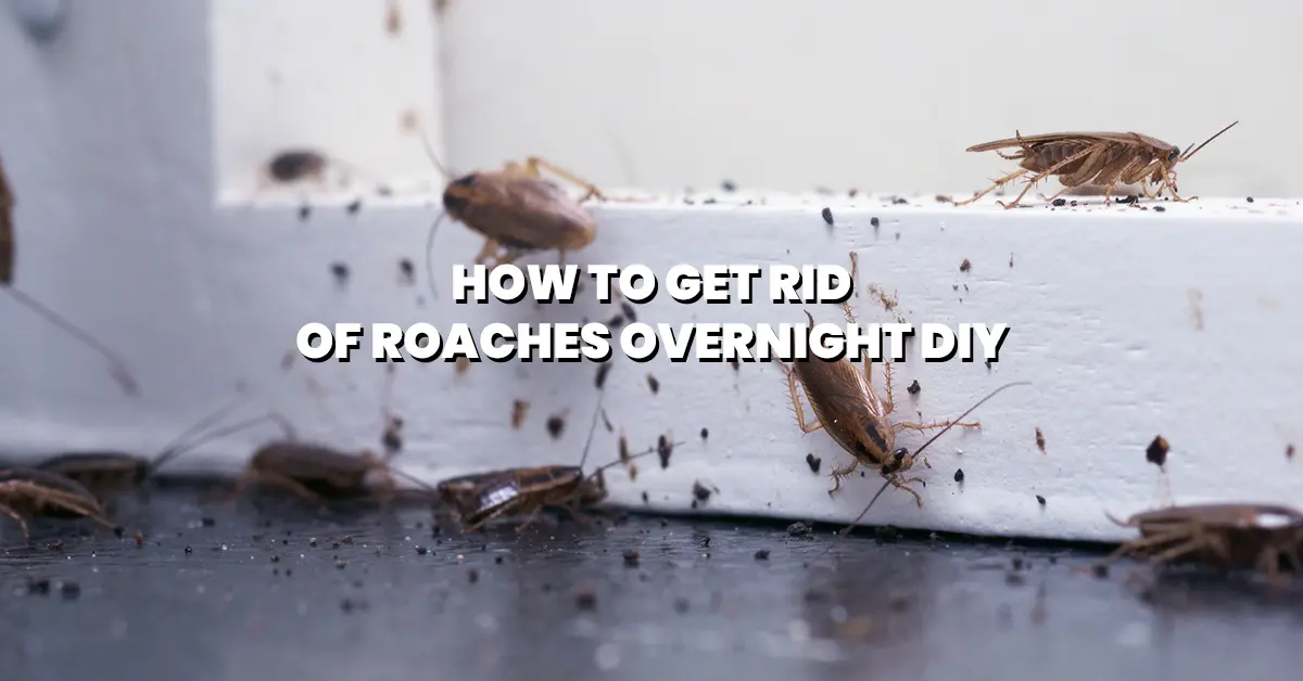 how-to -get-rid-of-roaches